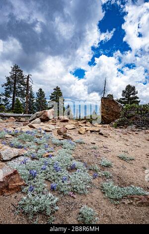 Bush Lupine wächst auf der Seite eines Berges im Sequoia National Park. Stockfoto