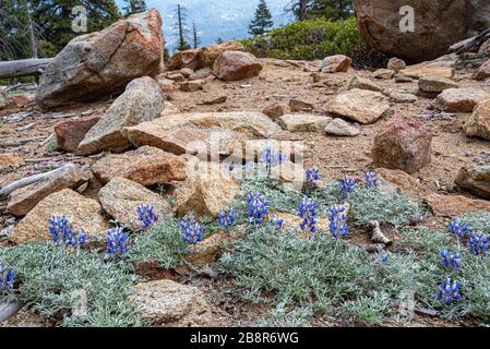 Bush Lupine wächst auf der Seite eines Berges im Sequoia National Park. Stockfoto