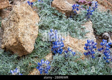 Bush Lupine wächst auf der Seite eines Berges im Sequoia National Park. Stockfoto