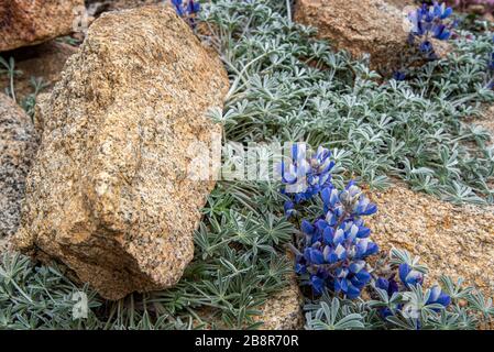 Bush Lupine wächst auf der Seite eines Berges im Sequoia National Park. Stockfoto