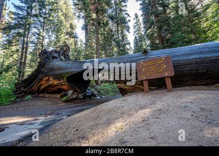 Das Tunnelbauwerk im Sequoia Nationalpark wurde 1938 aus einem gefallenen Mammutbaum geschnitzt und ist seitdem für den Verkehr geöffnet. Stockfoto