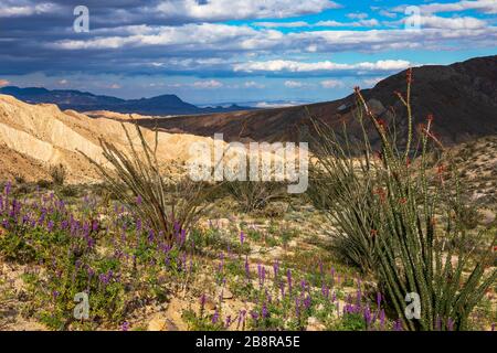 Das dapplierte Sonnenlicht bewegt sich über die mehrfarbigen Carizzo-Badlands, wie von den Carizzo-Badlands aus gesehen, die auf dem Highway S-2, dem Imperial Highway, übersehen werden. Stockfoto