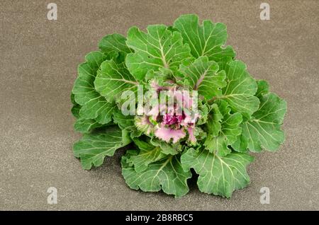 Zierkohl mit violetten Blumen. Studio Foto Stockfoto