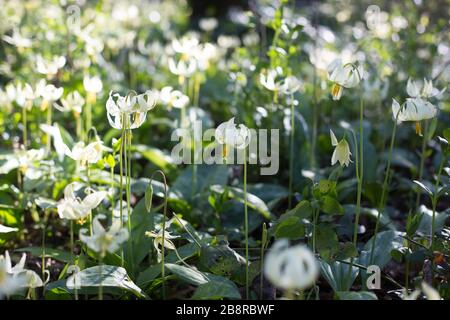 Erythronium oregonum - Giant White Fawn Lily. Stockfoto
