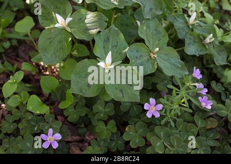 Trillium Blumen wachsen mit Oxalis Oregana - Rotholzsortierchen - in Salem, Oregon, USA. Stockfoto