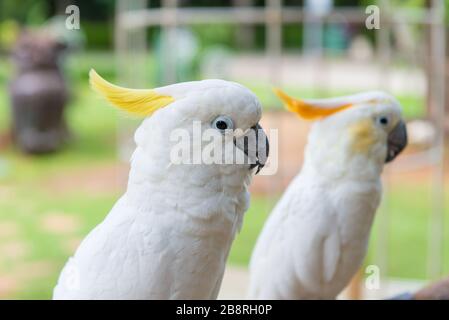 Gelb gekremptes Cockatoo oder Weißer Papagei, der auf einem Baum im Park steht. Stockfoto