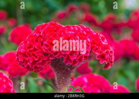 Fiederschnittige Kammblüten oder Celosia argentea im schönen Garten. Stockfoto