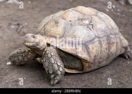 Schildkröten auf dem Boden im Zoo Thailand. Stockfoto