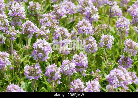 Thymus serpyllum, bekannt als Breckland-Thymian, wilder Thymian oder schleichender Thymian - selektiver Fokus Stockfoto