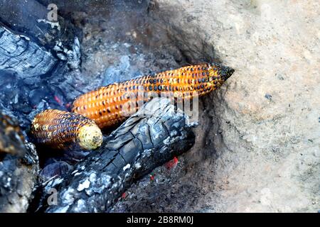 Indische Mais (bhutta), die auf brennendem Holz gekocht wird Stockfoto