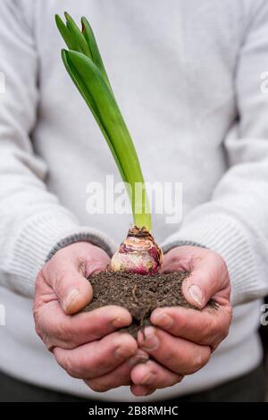 Boden und Pflanzen in gekuppelten Händen - Kopierraum Stockfoto