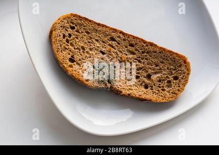 Ein schimmeliges Brot auf einem weißen Teller, Nahaufnahme im Innenbereich Stockfoto