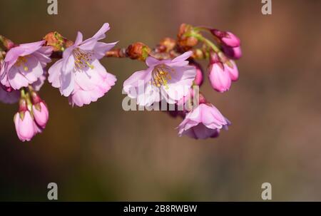 Nahaufnahme eines zarten Kirschblütenzweigs mit rosafarbenen Blumen vor dunkelrosa Hintergrund Stockfoto