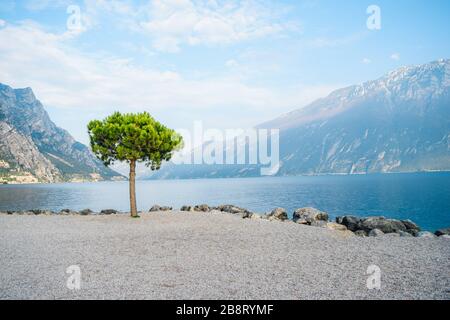 Grüner Baum am Ufer des schönen Gardaseetals zwischen den Bergen liegt der Gardasee im Norden Italiens. Stockfoto