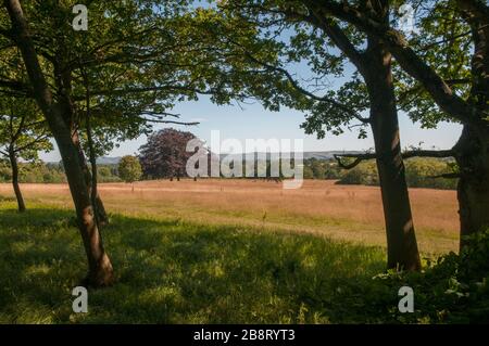 Blick durch Bäume über Sommerfelder und Wälder in der Nähe von Cuckfield zu den Hügeln von South Downs in West Sussex, England. Stockfoto