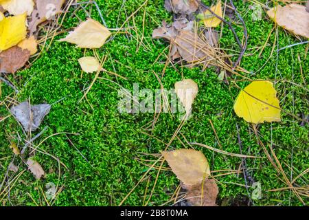 Herbstgefallene Blätter und Kiefernnadeln auf dem Grünmoos Stockfoto