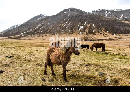 Islandpferde grasen Stockfoto