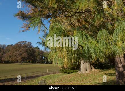 Herbstlaub eines weißen oder bhutanischen Kieferbaums (Pinus wallichiana) im Himalaya-Garten mit hellblauem Himmel Stockfoto