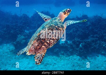 Eine Schildkröte mit Faltenschildkröte, die nach der Fütterung vor der Küste von Grand Caymanin auf den Cayman-Inseln in der Karibik an die Oberfläche geht. Stockfoto