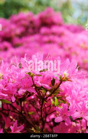 Leuchtende rosafarbene Blumen von Rhodendron 'Hatsu-giri', Evergreen Azalea Hatsu-giri im Frühling Stockfoto