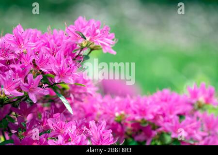 Leuchtende rosafarbene Blumen von Rhodendron 'Hatsu-giri', Evergreen Azalea Hatsu-giri im Frühling Stockfoto