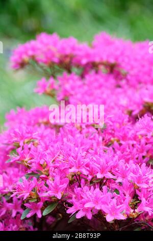 Leuchtende rosafarbene Blumen von Rhodendron 'Hatsu-giri', Evergreen Azalea Hatsu-giri im Frühling Stockfoto