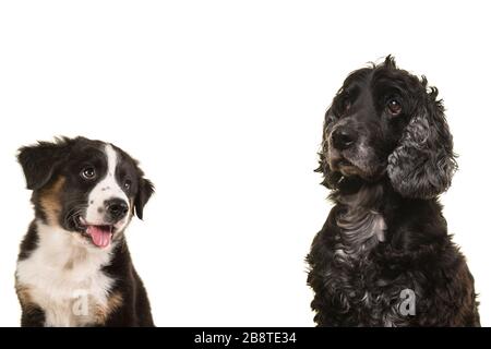 Portrait eines älteren älteren, älteren Cockerspanielhundes und eines australischen Hirtenwelpen, isoliert auf weißem Hintergrund mit Platz für Kopien Stockfoto