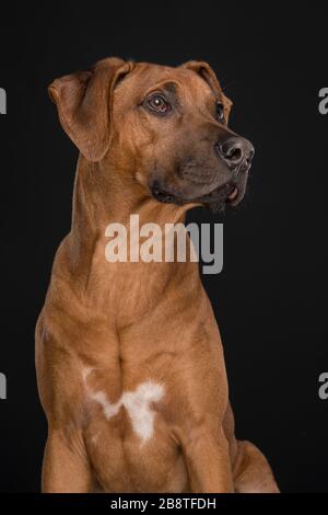 Porträt eines rhodesischen Ridgeback Hundes, der in einem vertikalen Bild auf einen schwarzen Hintergrund blickt Stockfoto