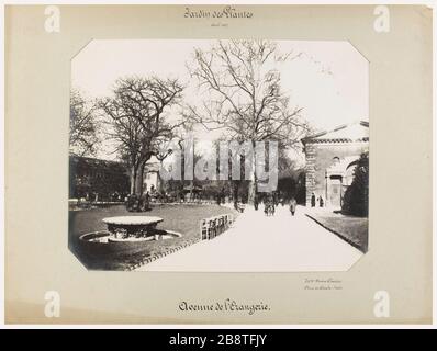 Gartenanlagen / April 1903 / Avenue de l'Orangerie. Blick auf die Avenue de l'Orangerie Jardin des Plantes, 5. Bezirk, Paris. Chardon (Madame). Jardin des plantes / Avril 1903 / Avenue de l'Orangerie. "Vue de l'Avenue de l'Orangerie au Jardin des Plantes, 5ème-Viertel, Paris". Tirage au gélatino-bromure d'argent. Paris, musée Carnavalet. Stockfoto