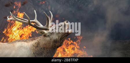 Rehe auf dem Hintergrund des brennenden Waldes. Wildes Tier inmitten von Feuer und Rauch Stockfoto