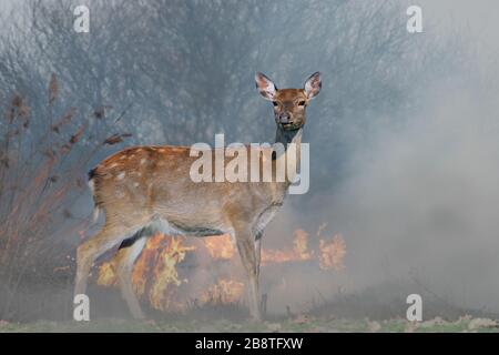 Rehe auf dem Hintergrund des brennenden Waldes. Wildes Tier inmitten von Feuer und Rauch Stockfoto