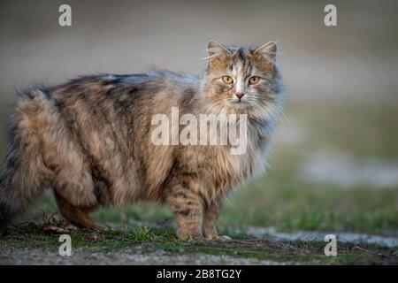 Flauschige Katze mit langem Fell sitzt abends im Gras Stockfoto