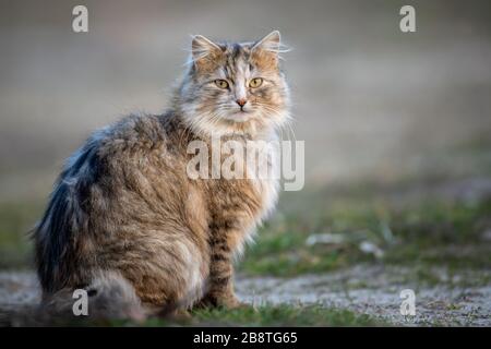 Flauschige Katze mit langem Fell sitzt abends im Gras Stockfoto