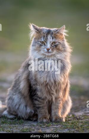 Flauschige Katze mit langem Fell sitzt abends im Gras Stockfoto