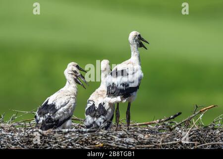 Vier kleine Störche im Nest auf grünem Hintergrund. Frühlingszeit Stockfoto