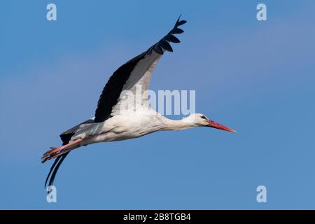 Weißstorch (Ciconia ciconia) ist ein großer Vogel in der Storchenfamilie Ciconiiden im Frühjahr. Blauer Himmel Hintergrund Stockfoto