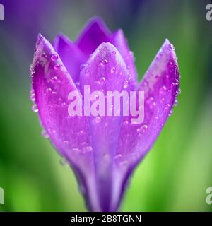 Wunderschöner violetter Frühlingskrokus nach Frühlingsregen. Safran im Garten auf dem Rasen. Wassertropfen auf Blumen Stockfoto