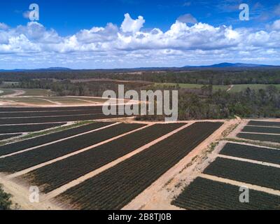 Luftaufnahme von Ananasplantagen in neu gerodeten Land in der Nähe von Yandaran nördlich von Bundaberg Queensland Australien. Stockfoto