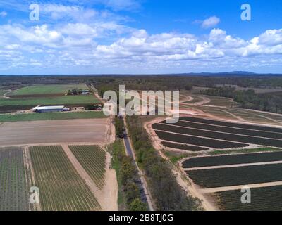 Luftaufnahme von Ananasplantagen in neu gerodeten Land in der Nähe von Yandaran nördlich von Bundaberg Queensland Australien. Stockfoto