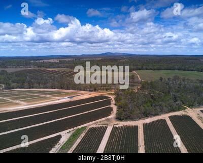 Luftaufnahme von Ananasplantagen in neu gerodeten Land in der Nähe von Yandaran nördlich von Bundaberg Queensland Australien. Stockfoto