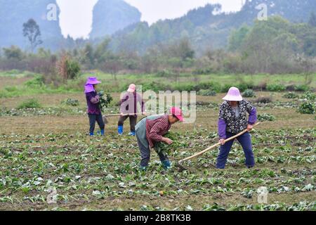 (200323) -- RONGSHUI, 23. März 2020 (Xinhua) -- Frauen arbeiten auf einem Süßkartoffelfeld in der Stadt Yongle im Autonomen Kreis Rongshui Miao, südchinesische Autonome Region Guangxi Zhuang, 14. März 2020. Der Autonome Kreis Rongshui Miao ist ein tief verarmter Kreis in Guangxi und ein wichtiger Kreis in den nationalen Armutsbekämpfungs- und Entwicklungsarbeiten. Es ist auch ein großer Exportbezirk für Arbeitskräfte. Die Arbeit im Freien ist für viele arme Familien der Hauptansatz, ihr Einkommen zu erhöhen. In den letzten Jahren, mit der Vertiefung der Armutsbekämpfung und der ländlichen Revitalisierung, viele Frauen, die an anderen Orten gearbeitet haben Stockfoto