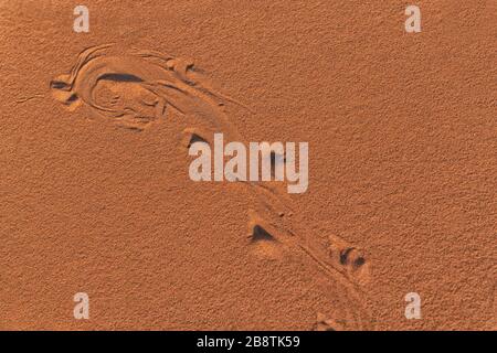 Fußabdrücke, Spuren eines Wüstensandfisches (Scincus, gewöhnlicher Skink) an den Erg Chebbi Sanddünen in Merzouga, Marokko Stockfoto