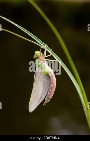 Emperor Dragonfly; Anax imperator; Female; Emerging; UK Stockfoto