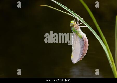 Emperor Dragonfly; Anax imperator; Female; Emerging; UK Stockfoto