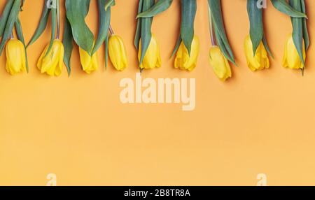 Gelbe Tulpen Blumen auf hellem Hintergrund mit Kopierraum Stockfoto