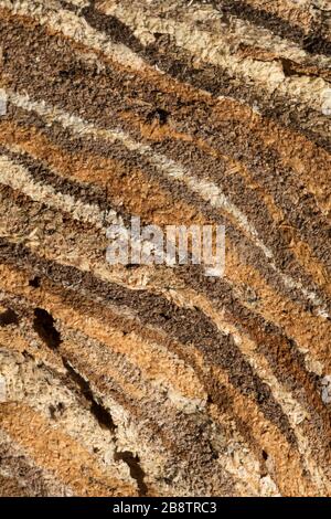 Hornisse, Vespa crabro; Detail der Nest; UK Stockfoto