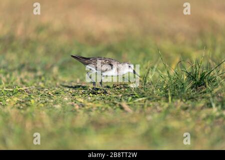 Wenig Stint; Calidris minuta; Seychellen Stockfoto