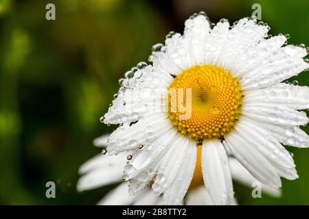 Oxeye Daisy; in Dew; Großbritannien Stockfoto