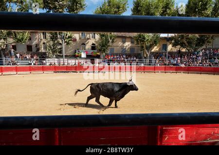 Stierkampf in Saint Laurent d'Aigouze, Camargue (Provence, Occitània, Frankreich) Stockfoto