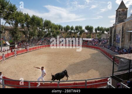 Stierkampf in Saint Laurent d'Aigouze, Camargue (Provence, Occitània, Frankreich) Stockfoto